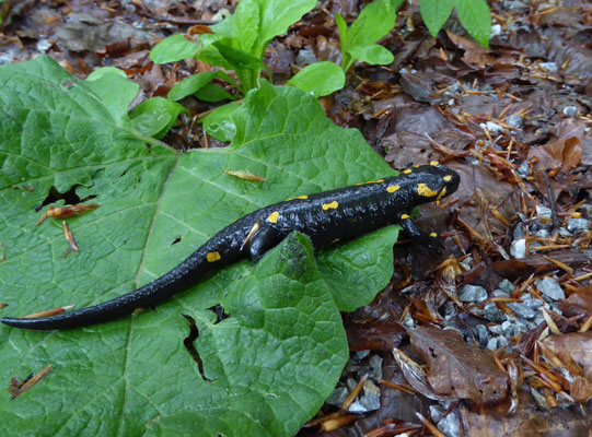 vuursalamander (Salamandra salamandra)