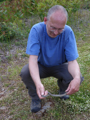 Marijn met balkantoornslang (Hierophis gemonensis)