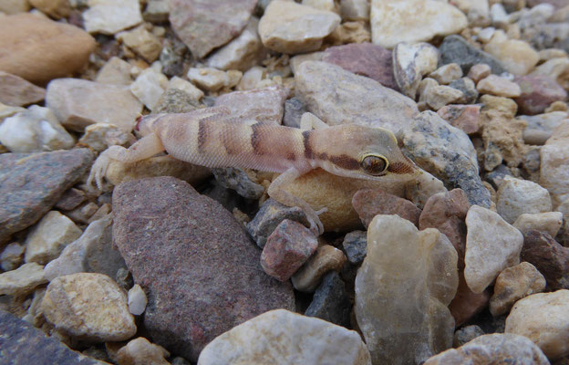 Tropiocolotes nattereri