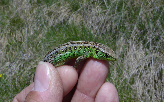 zandhagedis (Lacerta agilis