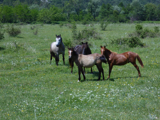 wildlopende paarden