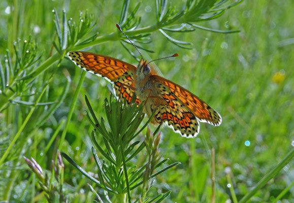 Melitaea cinxia - veldparelmoervlinder