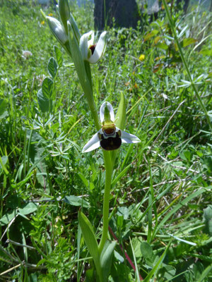 hommelophrys - Ophrys holosericea