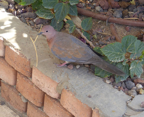 Lachduif - Laughing Dove