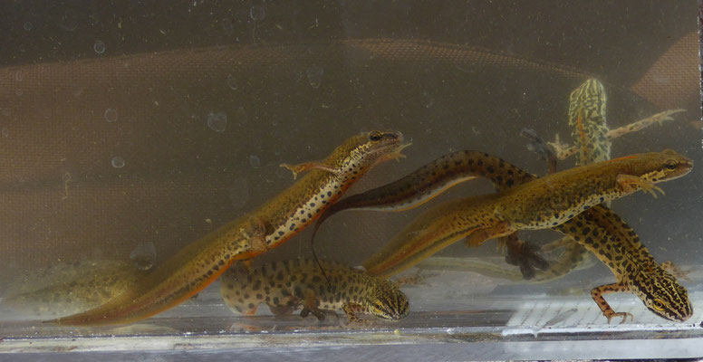 kleine watersalamander (Lissotriton vulgaris graeca)