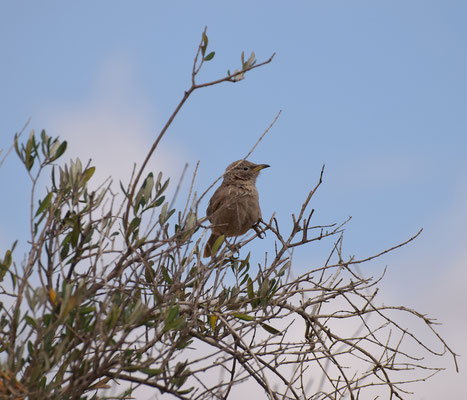 Arabische babbelaar - Arabian Babbler