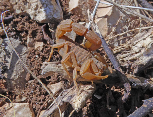 Mesobuthus gibbosus