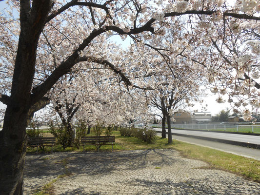 熊谷　妻沼　桜の開花　あおい夢工房　炎と楽園のアート　ちょっと一息