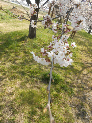 開花　桜　あおい夢工房　炎と楽園のアート　ちょっと一息