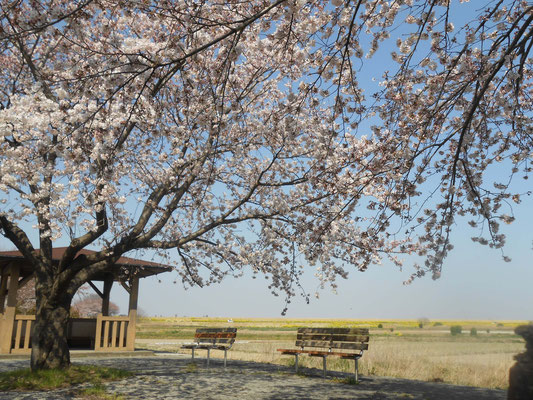 桜　ソメイヨシノ　あおい夢工房　炎と楽園のアート　ちょっと一息