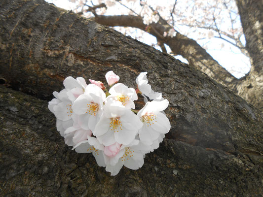 桜　ソメイヨシノ　あおい夢工房　炎と楽園のアート