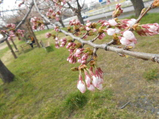 蕾桜　あおい夢工房　炎と楽園のアート　ちょっと一息