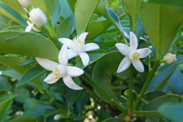 きんかんの花