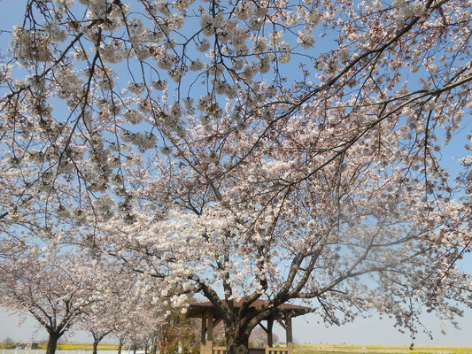 空のグラデーションと桜　あおい夢工房　炎と楽園のアート　ちょっと一息