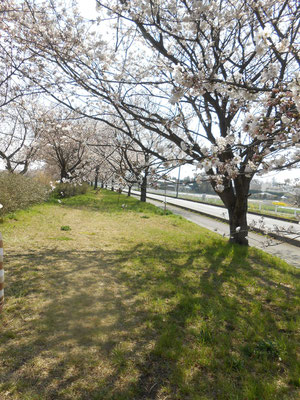 桜樹のシルエット　あおい夢工房　炎と楽園のアート　ちょっと一息