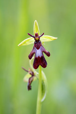 Fliegen-Ragwurz (Ophrys insectifera) / Foto: Andreas Sebald
