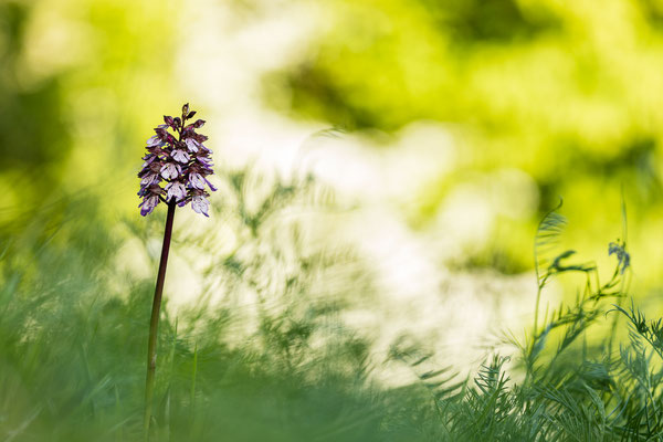 Purpur-Knabenkraut (Orchis purpurea) / Foto: Andreas Sebald