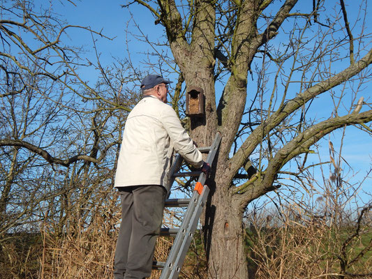 Nistkasten mit Nest vom Feldsperling