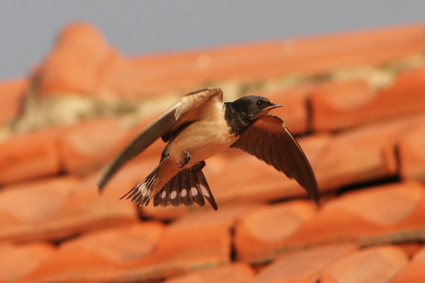 Foto: Zdenek Tunka, LBV-Bildarchiv