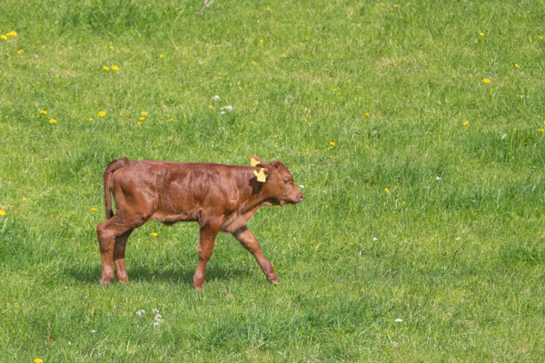 Foto: Joachim Pemsel