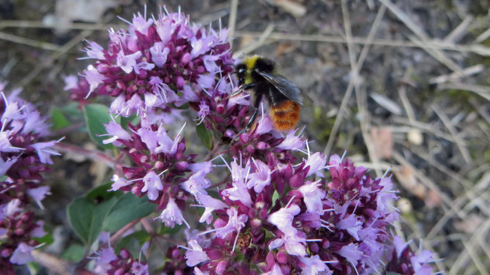 Dostblüte mit Hummel