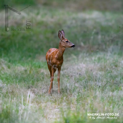 Reh (capreolus capreolus), Heckengäu
