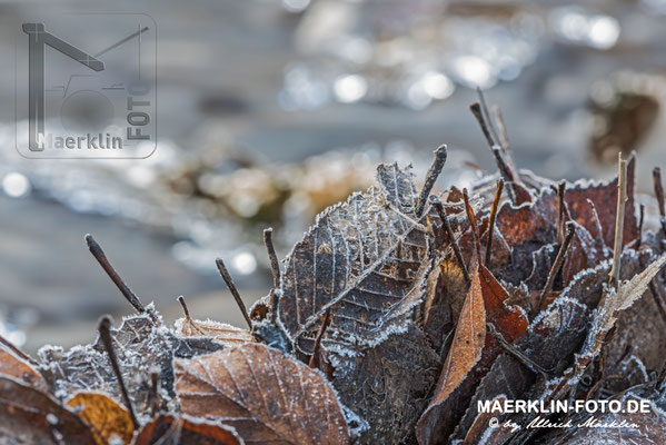 Frost im Naturpark Schönbuch, Raureif auf Laub