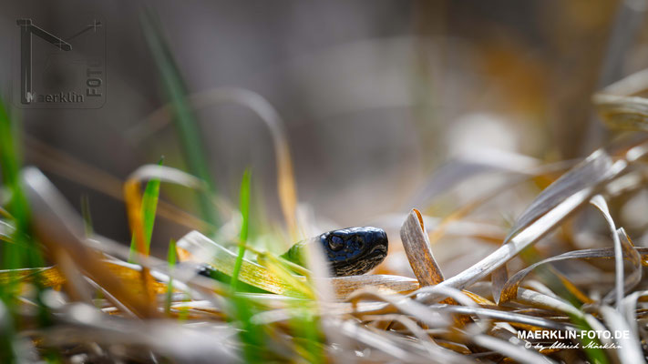  schwarze Kreuzotter (melanistische Färbung), Höllenotter/Moorotter (Vipera berus)