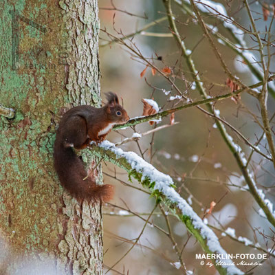 Eichhörnchen, Heckengäu