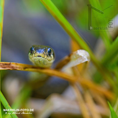 Ringelnatter (Natrix natrix)