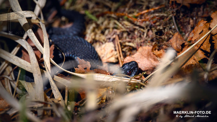 Kreuzotter (Vipera berus)