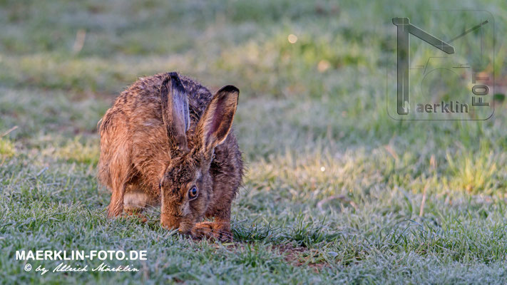 Feldhase (lepus europaeus), Heckengäu