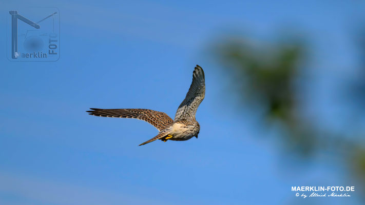 Turmfalke, Heckengäu