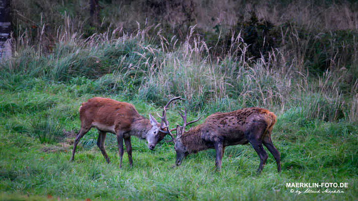 Hirschbrunft, Rothirsch (Cervus elaphus), Junghirsche beim Kampf