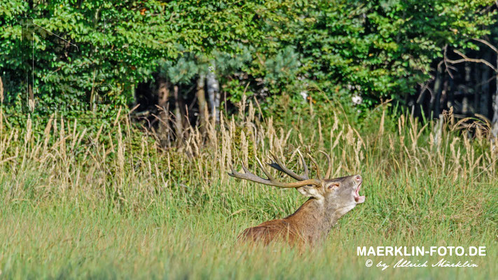 Hirschbrunft, Rothirsch (Cervus elaphus)