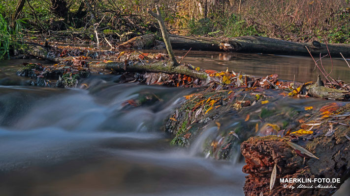 Bacherlebnispfad, Steinach bei Iselshausen, Herbstlaub im fließenden Wasser