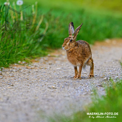 Feldhase (lepus europaeus), Heckengäu