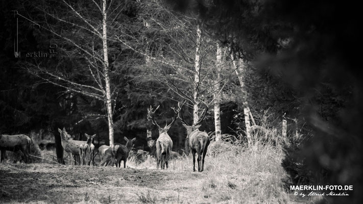 Hirsche im Naturpark Schönbuch, Hirsch, Rothirsch (Cervus elaphus)