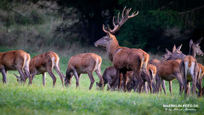 Hirschbrunft, Rothirsch (Cervus elaphus)