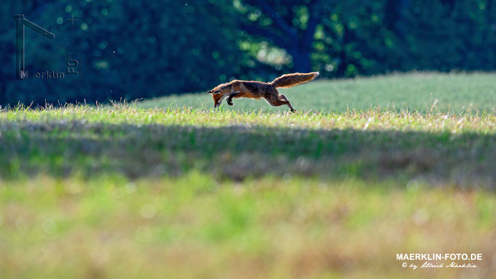 Fuchs im Heu, Heckengäu