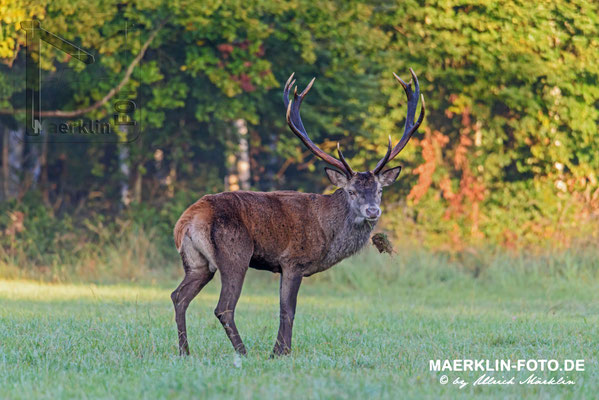 Hirschbrunft, Rothirsch (Cervus elaphus)