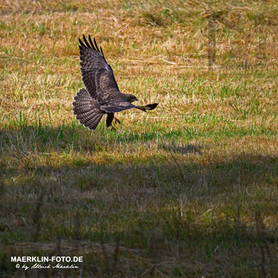 Mäusebussard (buteo buteo) bei der Jagd, Naturpark Schönbuch