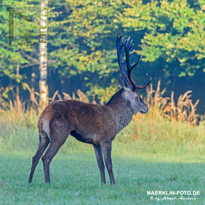 Hirschbrunft, Rothirsch (Cervus elaphus)