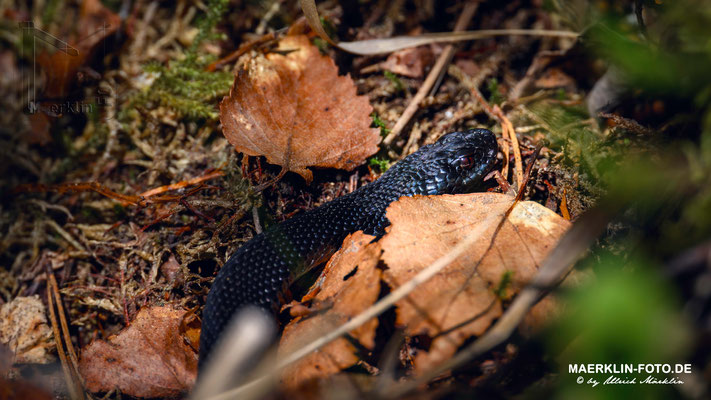 Kreuzotter (Vipera berus)