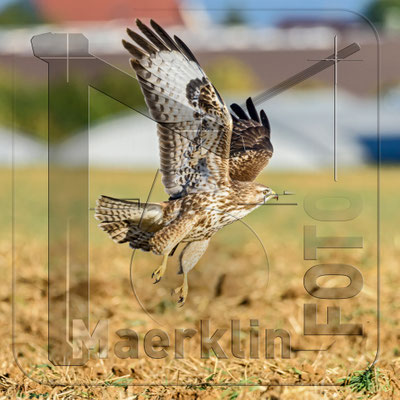 Mäusebussard (buteo buteo) bei der Jagd, Heckengäu