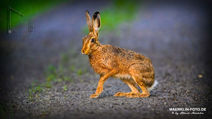Feldhase (lepus europaeus), Heckengäu