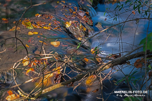 Bacherlebnispfad, Steinach bei Iselshausen, Herbstlaub im fließenden Wasser