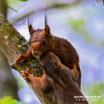Eichhörnchen, Heckengäu