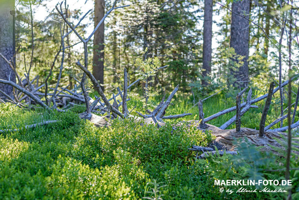 Nationalpark Schwarzwald, Schliffkopf