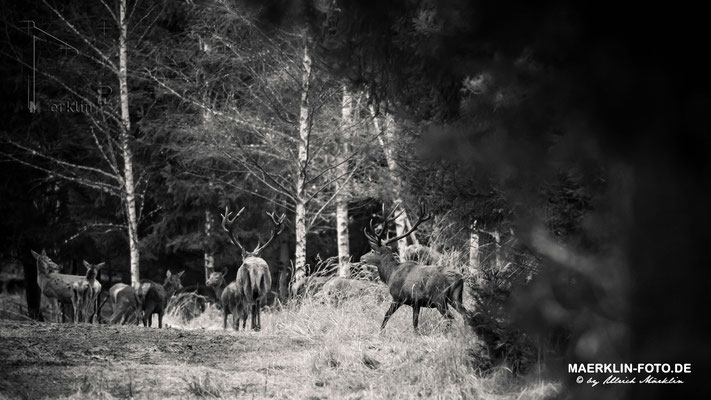 Hirsche im Naturpark Schönbuch, Hirsch, Rothirsch (Cervus elaphus)